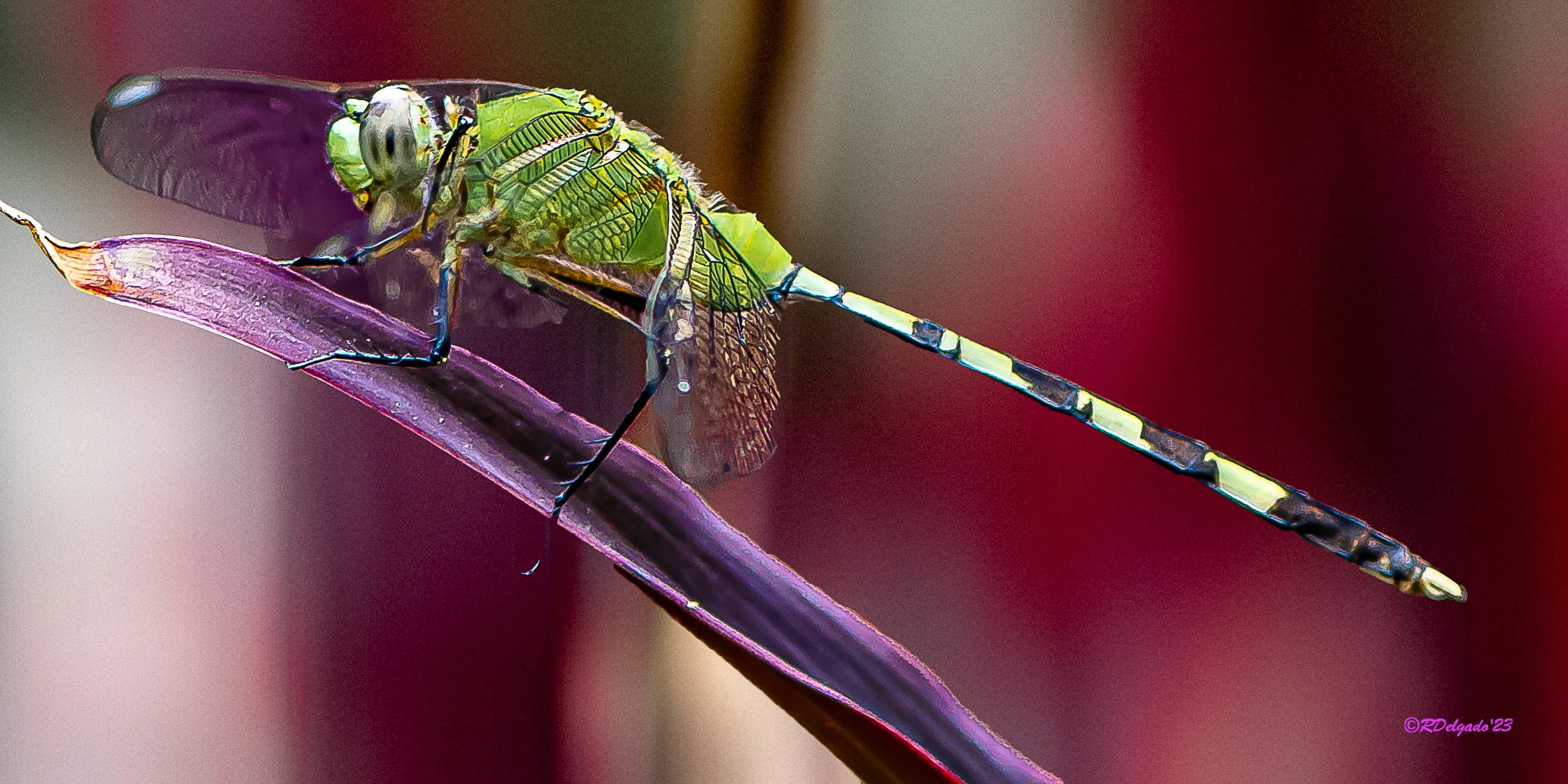 Dragonflies of Houston — TLCNP